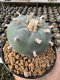 Lophophora Williamsii  5-6 cm 12 years old seed ownroot flower seedling ロフォフォラ 烏羽玉　仔吹き サボテン