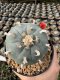 Lophophora Williamsii  5-6 cm 12 years old seed ownroot flower seedling ロフォフォラ 烏羽玉　仔吹き サボテン