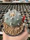 Lophophora Williamsii  5-6 cm 12 years old seed ownroot flower seedling ロフォフォラ 烏羽玉　仔吹き サボテン