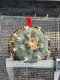 Lophophora Williamsii  5-6 cm 12 years old seed ownroot flower seedling ロフォフォラ 烏羽玉　仔吹き サボテン