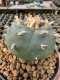 Lophophora Williamsii  5-6 cm 12 years old seed ownroot flower seedling ロフォフォラ 烏羽玉　仔吹き サボテン