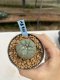 Lophophora Williamsii 6-7 cm 9 years old seed ownroot flower seedling ロフォフォラ　烏羽玉　仔吹き　サボテン