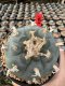 Lophophora Williamsii  5-6 cm 12 years old seed ownroot flower seedling ロフォフォラ 烏羽玉　仔吹き サボテン