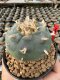 Lophophora Williamsii  5-6 cm 12 years old seed ownroot flower seedling ロフォフォラ 烏羽玉　仔吹き サボテン