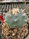 Lophophora Williamsii  5-6 cm 12 years old seed ownroot flower seedling ロフォフォラ 烏羽玉　仔吹き サボテン