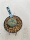 Lophophora Williamsii 6-7 cm 9 years old seed ownroot flower seedling ロフォフォラ　烏羽玉　仔吹き　サボテン