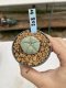 Lophophora Williamsii 6-7 cm 9 years old seed ownroot flower seedling ロフォフォラ　烏羽玉　仔吹き　サボテン