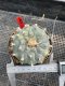 Lophophora Williamsii Variegata 7-8 cm 25 years old seed ownroot flower seedling ロフォフォラ 烏羽玉　仔吹き サボテン