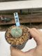 Lophophora Williamsii 6-7 cm 9 years old seed ownroot flower seedling ロフォフォラ　烏羽玉　仔吹き　サボテン