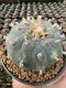 Lophophora Williamsii Variegata 7-8 cm 25 years old seed ownroot flower seedling ロフォフォラ 烏羽玉　仔吹き サボテン