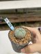 Lophophora Williamsii 6-7 cm 9 years old seed ownroot flower seedling ロフォフォラ　烏羽玉　仔吹き　サボテン