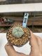 Lophophora Williamsii 6-7 cm 9 years old seed ownroot flower seedling ロフォフォラ　烏羽玉　仔吹き　サボテン