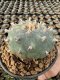 Lophophora Williamsii Variegata 7-8 cm 25 years old seed ownroot flower seedling ロフォフォラ 烏羽玉　仔吹き サボテン