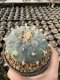 Lophophora Williamsii Variegata 7-8 cm 25 years old seed ownroot flower seedling ロフォフォラ 烏羽玉　仔吹き サボテン