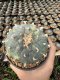 Lophophora Williamsii Variegata 7-8 cm 25 years old seed ownroot flower seedling ロフォフォラ 烏羽玉　仔吹き サボテン