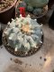 Lophophora Williamsii Variegata 7-8 cm 25 years old seed ownroot flower seedling ロフォフォラ 烏羽玉　仔吹き サボテン