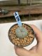 Lophophora Williamsii 6-7 cm 9 years old seed ownroot flower seedling ロフォフォラ　烏羽玉　仔吹き　サボテン