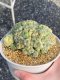 Lophophora Fricii 6-8 cm 25 years old seed ownroot flower seedling ロフォフォラ　烏羽玉　仔吹き サボテン