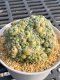 Lophophora Fricii 6-8 cm 25 years old seed ownroot flower seedling ロフォフォラ　烏羽玉　仔吹き サボテン