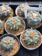 10 plants Lophophora Williamsii 6-8 cm 25 years old seed ownroot flower seedling ロフォフォラ　烏羽玉　仔吹き サボテン