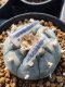 10 plants Lophophora Williamsii 6-8 cm 25 years old seed ownroot flower seedling ロフォフォラ　烏羽玉　仔吹き サボテン