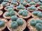 3 plants Lophophora williamsii Peyote plants-cactus-cacti-cactaceae
