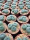 4 plants Lophophora williamsii Peyote plants-cactus-cacti-cactaceae