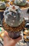 Lophophora Williamsii 6-8 cm 25 years old seed ownroot flower seedling ロフォフォラ　烏羽玉　仔吹き サボテン