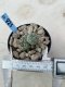 Lophophora Williamsii 6-7 cm 9 years old seed ownroot flower seedling ロフォフォラ　烏羽玉　仔吹き　サボテン