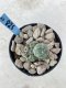 Lophophora Williamsii 6-7 cm 9 years old seed ownroot flower seedling ロフォフォラ　烏羽玉　仔吹き　サボテン