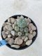 Lophophora Williamsii 6-7 cm 9 years old seed ownroot flower seedling ロフォフォラ　烏羽玉　仔吹き　サボテン