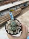 Lophophora Williamsii 6-7 cm 9 years old seed ownroot flower seedling ロフォフォラ　烏羽玉　仔吹き　サボテン