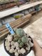 Lophophora Williamsii 6-7 cm 9 years old seed ownroot flower seedling ロフォフォラ　烏羽玉　仔吹き　サボテン