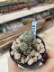 Lophophora Williamsii 6-7 cm 9 years old seed ownroot flower seedling ロフォフォラ　烏羽玉　仔吹き　サボテン