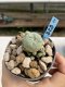 Lophophora Williamsii 6-7 cm 9 years old seed ownroot flower seedling ロフォフォラ　烏羽玉　仔吹き　サボテン