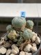 Lophophora Williamsii 6-7 cm 9 years old seed ownroot flower seedling ロフォフォラ　烏羽玉　仔吹き　サボテン