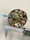 Lophophora Williamsii 6-7 cm 9 years old seed ownroot flower seedling ロフォフォラ　烏羽玉　仔吹き　サボテン