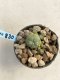 Lophophora Williamsii 6-7 cm 9 years old seed ownroot flower seedling ロフォフォラ　烏羽玉　仔吹き　サボテン