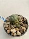 Lophophora Williamsii 6-7 cm 9 years old seed ownroot flower seedling ロフォフォラ　烏羽玉　仔吹き　サボテン