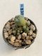 Lophophora Williamsii 6-7 cm 9 years old seed ownroot flower seedling ロフォフォラ　烏羽玉　仔吹き　サボテン