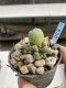 Lophophora Williamsii 6-7 cm 9 years old seed ownroot flower seedling ロフォフォラ　烏羽玉　仔吹き　サボテン