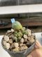 Lophophora Williamsii 6-7 cm 9 years old seed ownroot flower seedling ロフォフォラ　烏羽玉　仔吹き　サボテン