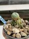 Lophophora Williamsii 6-7 cm 9 years old seed ownroot flower seedling ロフォフォラ　烏羽玉　仔吹き　サボテン