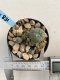 Lophophora Williamsii 6-7 cm 9 years old seed ownroot flower seedling ロフォフォラ　烏羽玉　仔吹き　サボテン