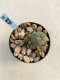 Lophophora Williamsii 6-7 cm 9 years old seed ownroot flower seedling ロフォフォラ　烏羽玉　仔吹き　サボテン