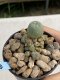 Lophophora Williamsii 6-7 cm 9 years old seed ownroot flower seedling ロフォフォラ　烏羽玉　仔吹き　サボテン