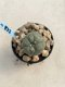 Lophophora Williamsii 6-7 cm 9 years old seed ownroot flower seedling ロフォフォラ　烏羽玉　仔吹き　サボテン