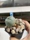 Lophophora Williamsii 6-7 cm 9 years old seed ownroot flower seedling ロフォフォラ　烏羽玉　仔吹き　サボテン