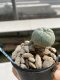 Lophophora Williamsii 6-7 cm 9 years old seed ownroot flower seedling ロフォフォラ　烏羽玉　仔吹き　サボテン