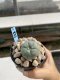 Lophophora Williamsii 6-7 cm 9 years old seed ownroot flower seedling ロフォフォラ　烏羽玉　仔吹き　サボテン